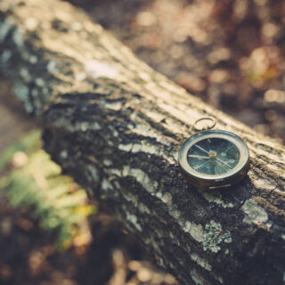 kompassi puunrungolla