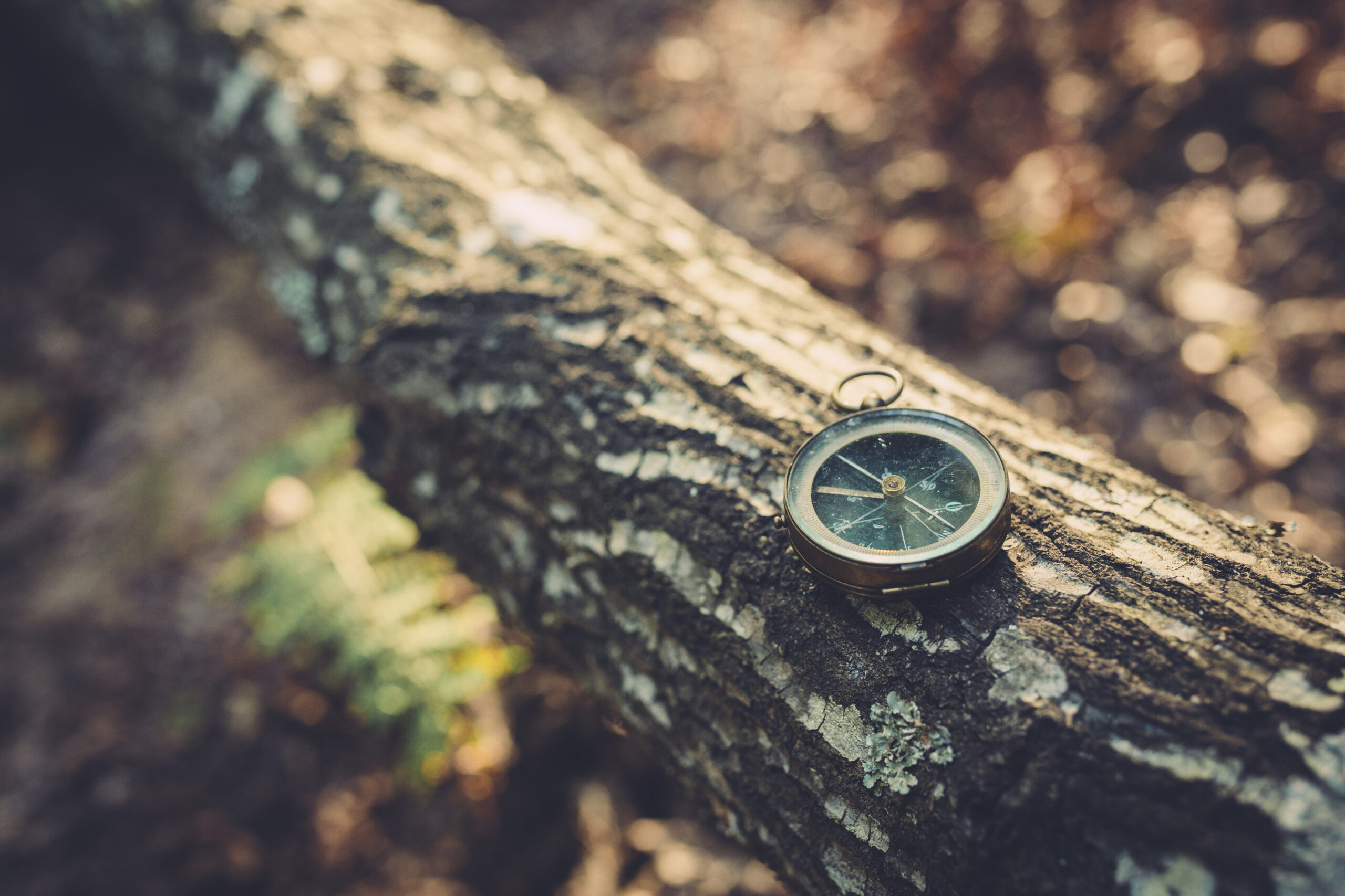 kompassi puunrungolla